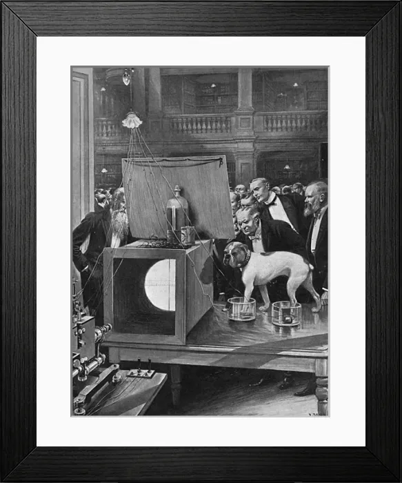 Framed Print : Jimmy the Bulldog at the Royal Society