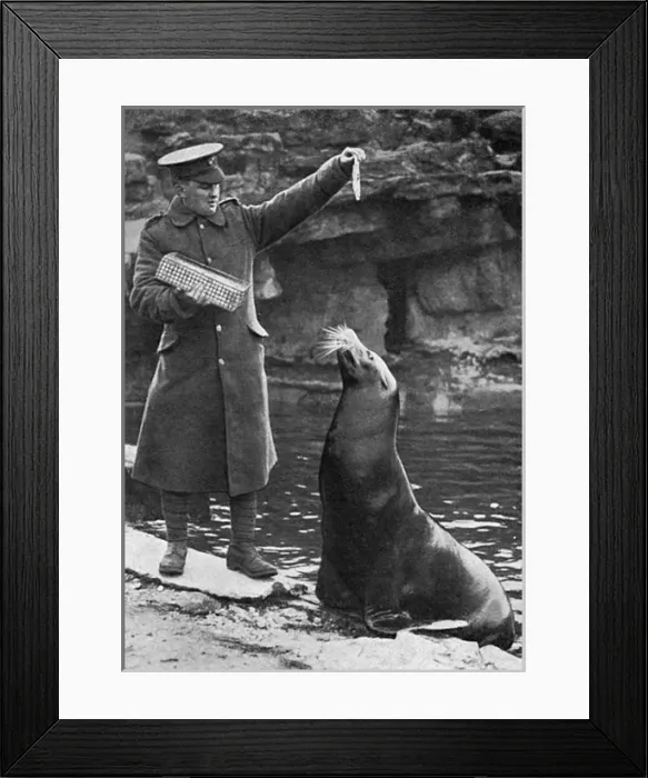 Framed Print : London zookeeper in uniform saying farewell to seal Framed Print : London zookeeper in uniform saying farewell to seal
