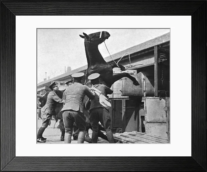 Framed Print : Entraining artillery horses for France, WW1 Framed Print : Entraining artillery horses for France, WW1