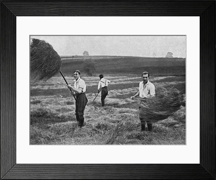 Framed Print : Marlborough College boys making hay, WW1 Framed Print : Marlborough College boys making hay, WW1