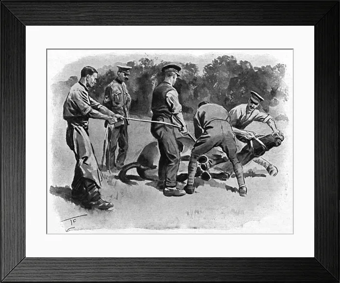 Framed Print : Trying to shoe a mule, WW1 Framed Print : Trying to shoe a mule, WW1