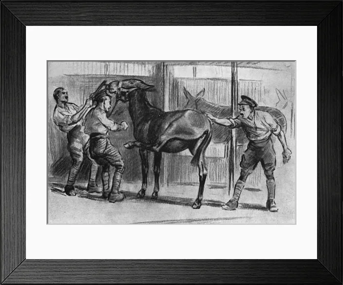 Framed Print : Grooming a mule, WW1