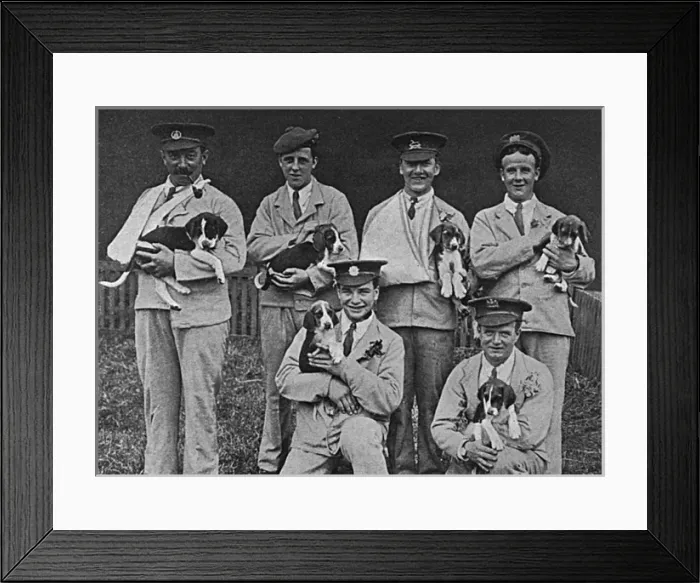Framed Print : Wounded soldiers at Cheshire Hunt puppy show, WW1 Framed Print : Wounded soldiers at Cheshire Hunt puppy show, WW1