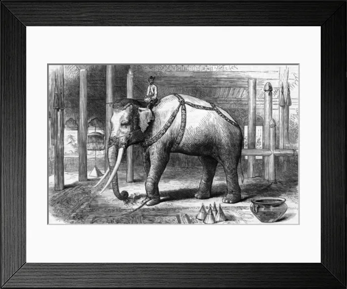 Framed Print : The Sacred White Elephant Framed Print : The Sacred White Elephant