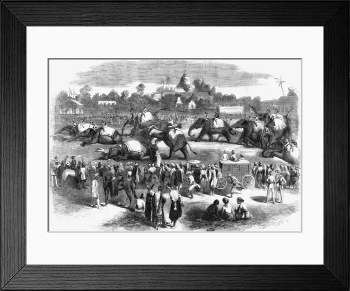 Framed Print : Elephant steeplechase at Rangoon Framed Print : Elephant steeplechase at Rangoon