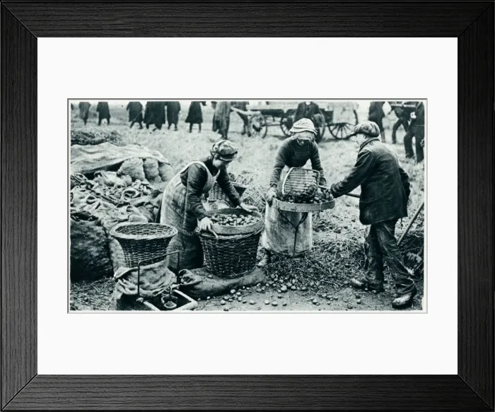 Framed Print : Women farm workers 1917 Framed Print : Women farm workers 1917