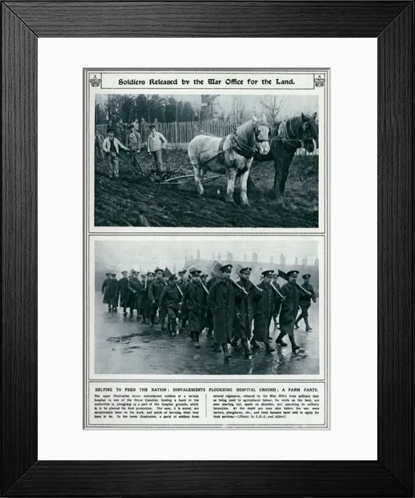 Framed Print : Soldiers released by the War Office for land 1917