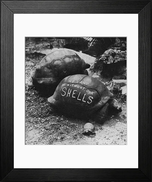 Framed Print : Patriotic slogan on a London Zoo tortoise, WW1 Framed Print : Patriotic slogan on a London Zoo tortoise, WW1