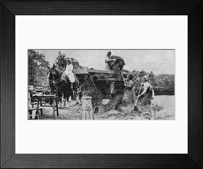 Framed Print : A model dairy farm at Carlton House Terrace, WW1 Framed Print : A model dairy farm at Carlton House Terrace, WW1