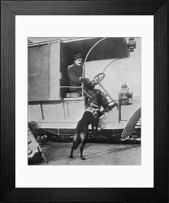 Framed Print : War dog attached to a French motor ambulance Framed Print : War dog attached to a French motor ambulance