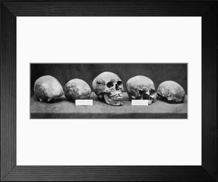 Framed Print : Believed to be the skull of Alfred the Great Framed Print : Believed to be the skull of Alfred the Great