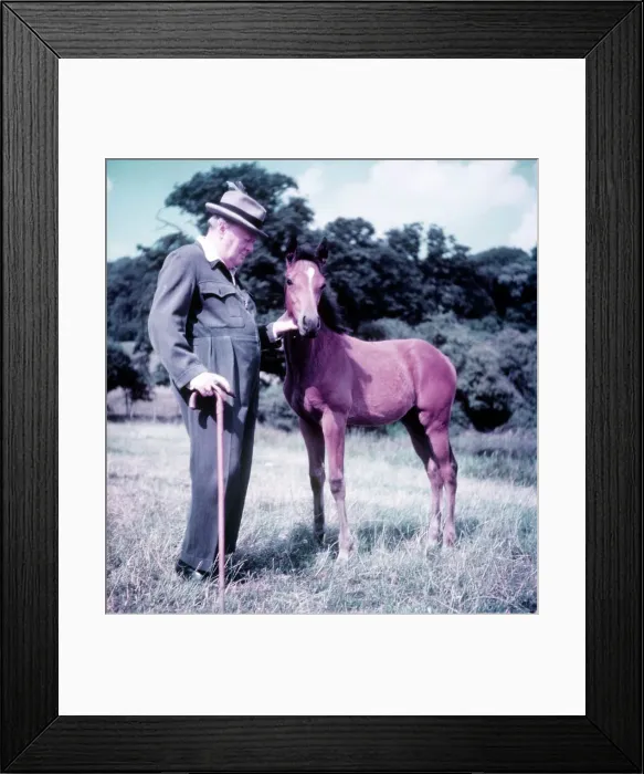 Framed Print : Winston Churchill pictured with a young foal Framed Print : Winston Churchill pictured with a young foal