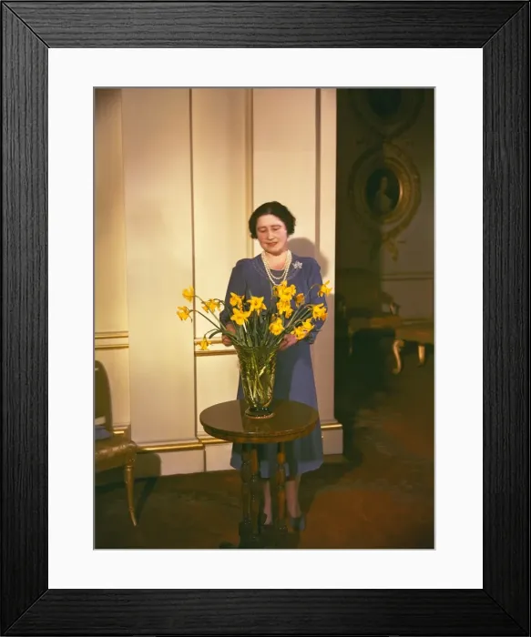 Framed Print : Queen Mother arranging daffodils Framed Print : Queen Mother arranging daffodils