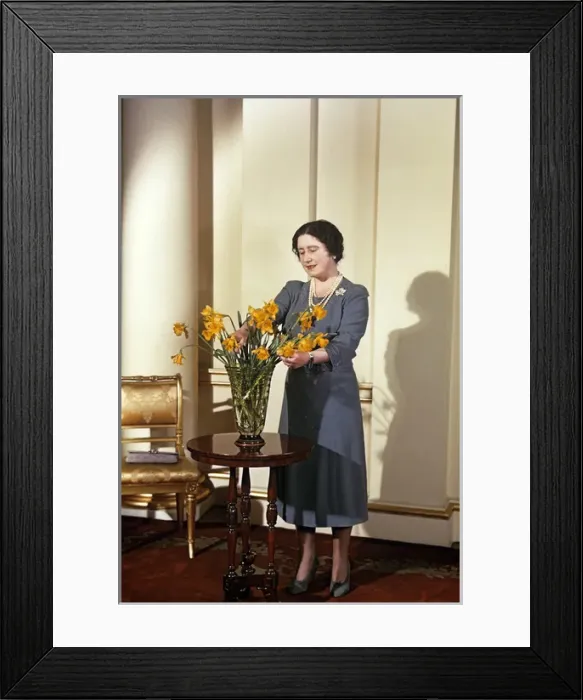 Framed Print : Queen mother arranging yellow daffodils Framed Print : Queen mother arranging yellow daffodils