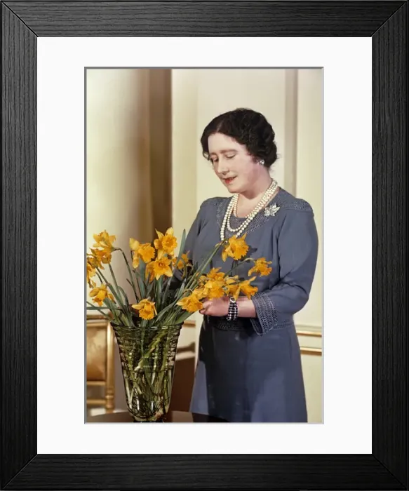 Framed Print : Queen Mother arranging yellow daffodils