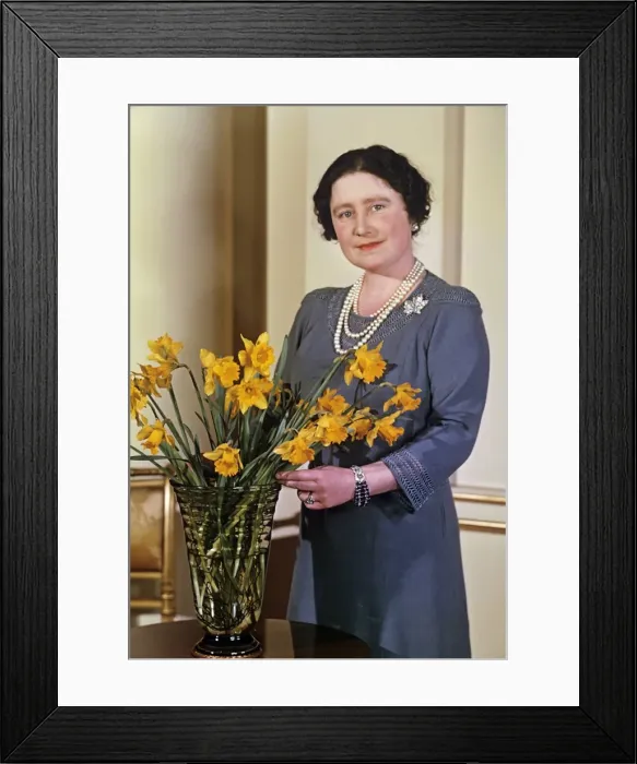Framed Print : Queen Mother arranging a vase of daffodils Framed Print : Queen Mother arranging a vase of daffodils