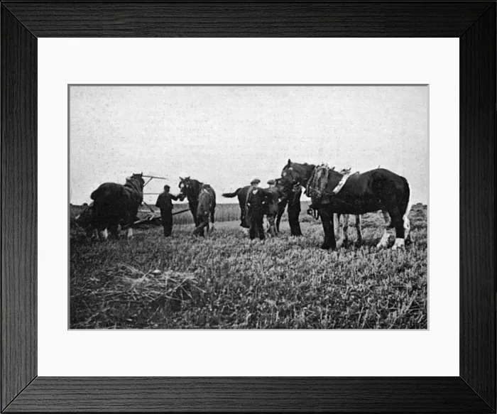 Framed Print : Horses commandeered 1914 Framed Print : Horses commandeered 1914