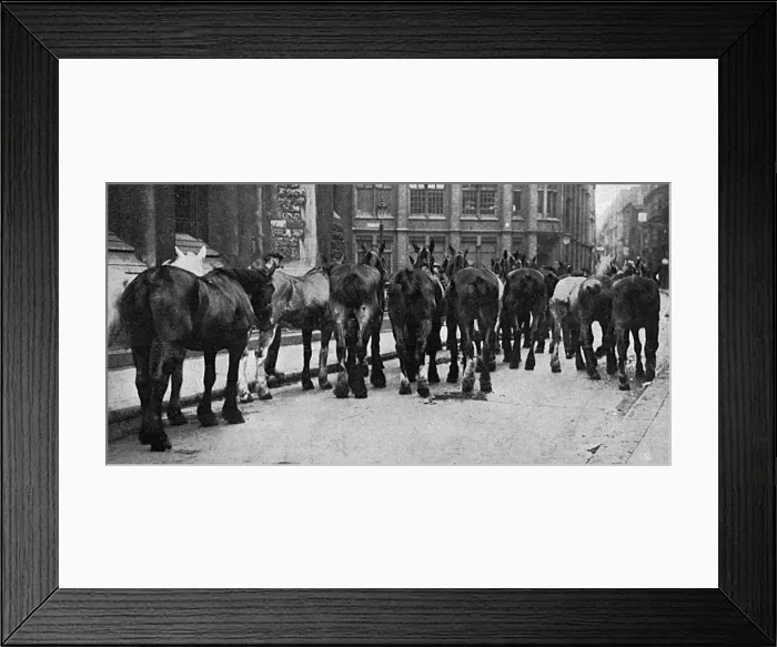 Framed Print : Horses commandeered 1914 Framed Print : Horses commandeered 1914