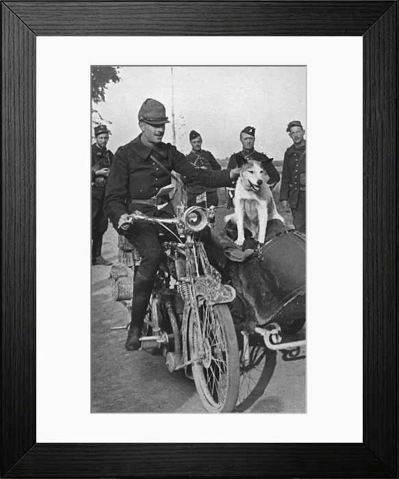 Framed Print : French Army dog Prusco Framed Print : French Army dog Prusco