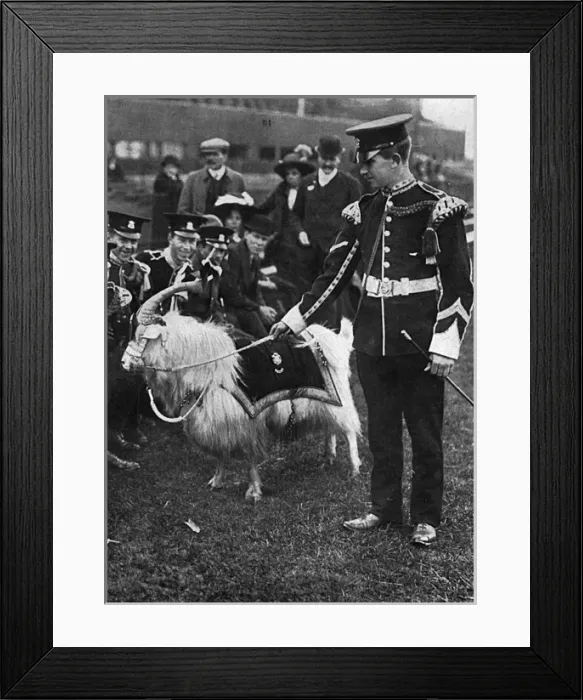 Framed Print : Regimental goat, mascot of the Welsh Regiment, WW1