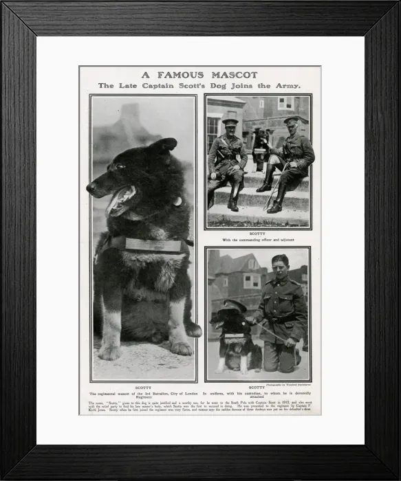 Framed Print : A famous mascot - Captain Scott dog joins the Army