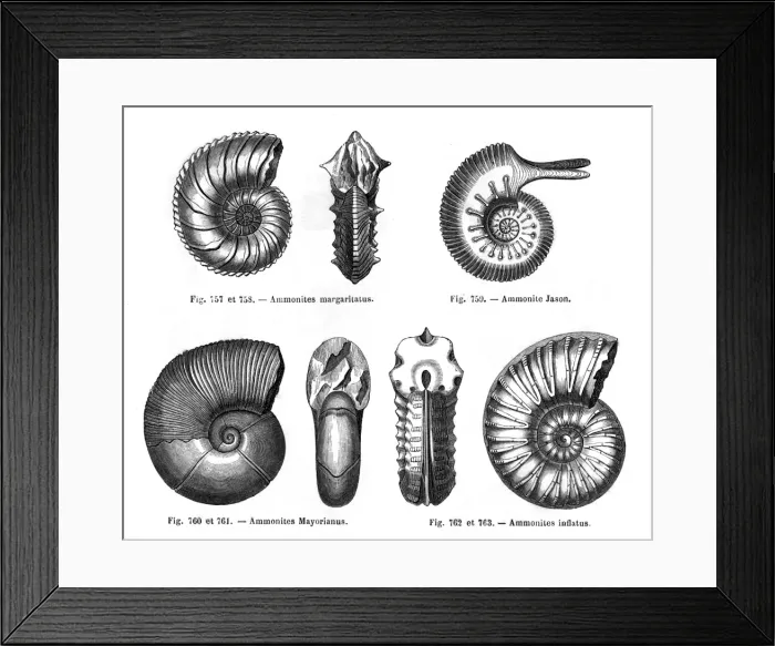 Framed Print : Four ammonites Framed Print : Four ammonites