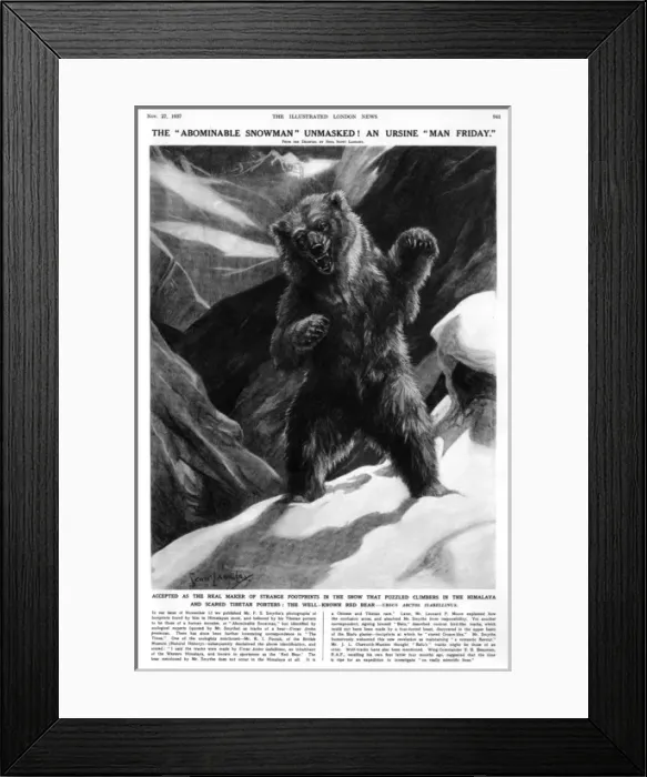 Framed Print : Bear believed responsible for 1937yeti footprints on Everest Framed Print : Bear believed responsible for 1937yeti footprints on Everest