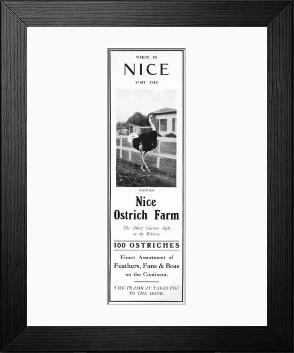 Framed Print : Advertisement for the Nice Ostrich Farm