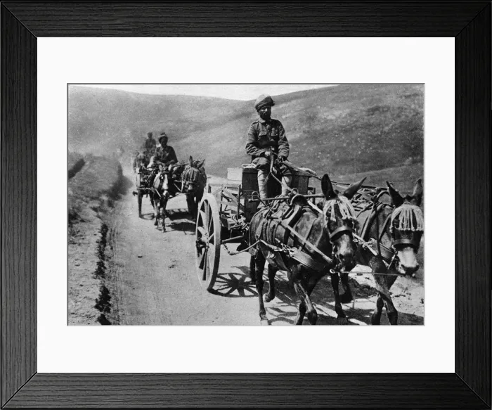Framed Print : Mule carts of the Indian transport service during WWI Framed Print : Mule carts of the Indian transport service during WWI