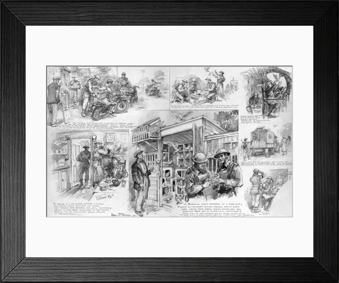 Framed Print : The value of pigeon post, WW2 Framed Print : The value of pigeon post, WW2