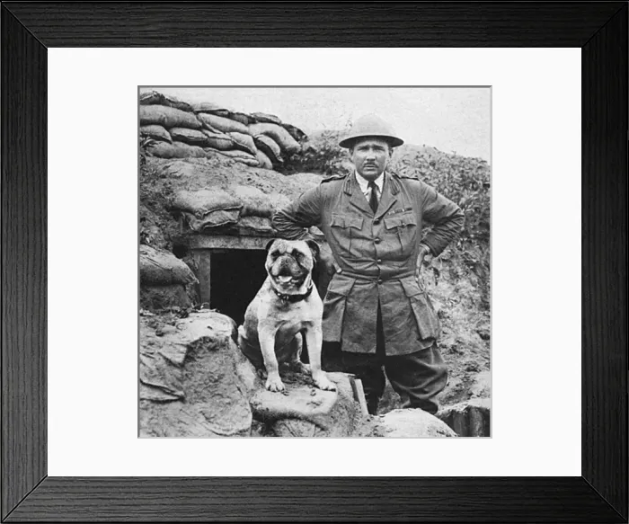 Framed Print : A bulldog mascot of a Canadian regiment in France Framed Print : A bulldog mascot of a Canadian regiment in France