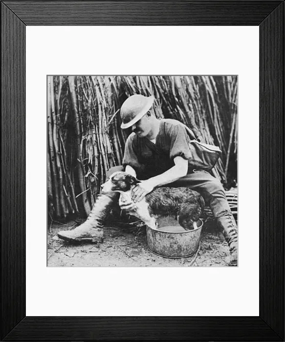 Framed Print : A Canadian giving his dog a bath behind the lines Framed Print : A Canadian giving his dog a bath behind the lines
