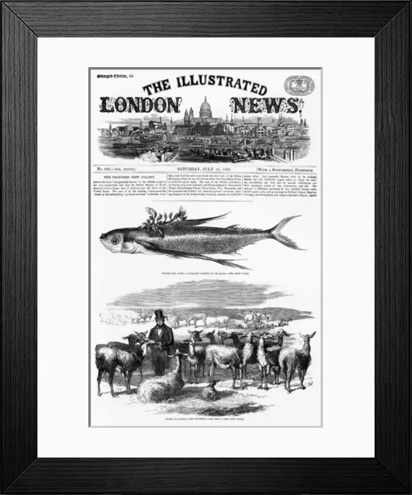 Framed Print : A flock of llamas, imported from Peru in 1858