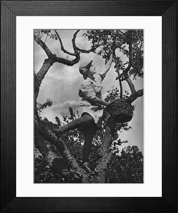 Framed Print : The Fruit Picker Framed Print : The Fruit Picker
