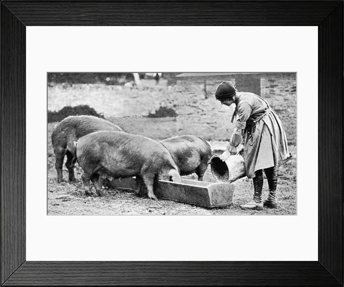 Framed Print : Volunteer in Womens Land Army on Duchy of Cornwall farm Framed Print : Volunteer in Womens Land Army on Duchy of Cornwall farm