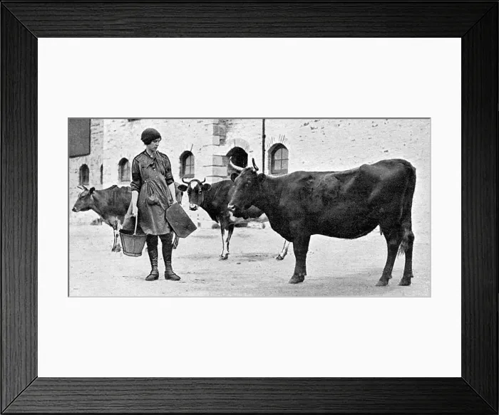 Framed Print : Volunteer in Womens Land Army on Duchy of Cornwall farm