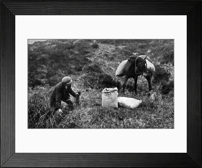 Framed Print : Collecting sphagnum moss for dressings, Dartmoor, WW1 Framed Print : Collecting sphagnum moss for dressings, Dartmoor, WW1