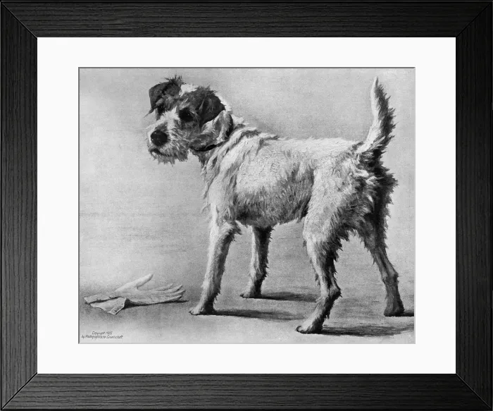 Framed Print : Caesar, King Edward VIIs favourite fox terrier by Maud Earl Framed Print : Caesar, King Edward VIIs favourite fox terrier by Maud Earl