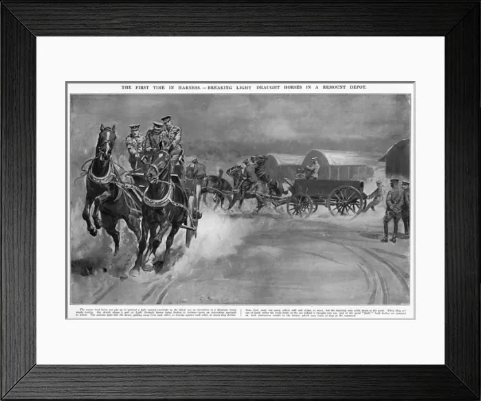 Framed Print : Breaking light draught horses at Army Remount Depot, WW1 Framed Print : Breaking light draught horses at Army Remount Depot, WW1