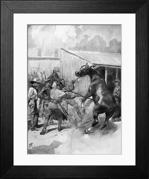 Framed Print : Branding horses at the Army Remount Depot, WW1 Framed Print : Branding horses at the Army Remount Depot, WW1