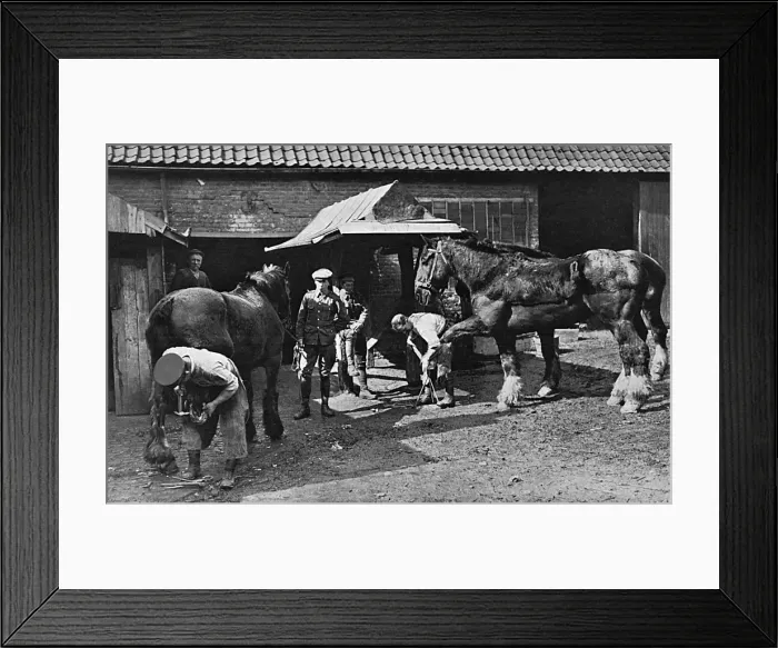 Framed Print : British troops shoeing horses at village near the front, WW1 Framed Print : British troops shoeing horses at village near the front, WW1