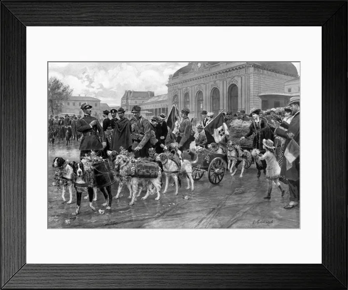 Framed Print : Italian dogs of war, decorated for military services Framed Print : Italian dogs of war, decorated for military services