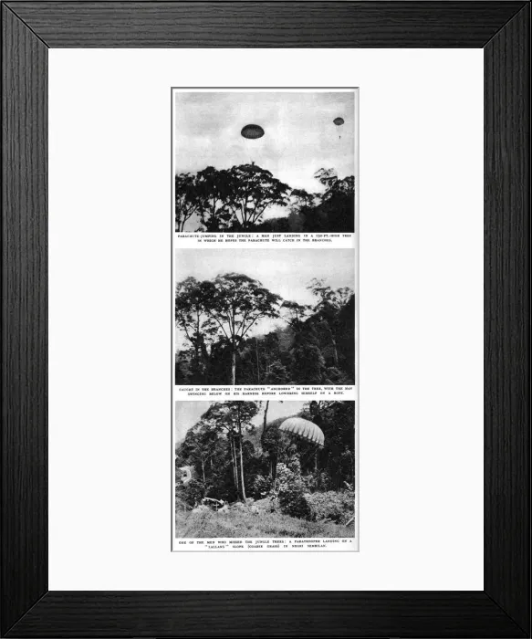 Framed Print : S. A. S. parachute practice in the jungle Framed Print : S. A. S. parachute practice in the jungle