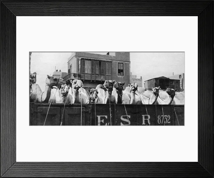 Framed Print : Camels leaving Cairo for the Front, WW1 Framed Print : Camels leaving Cairo for the Front, WW1