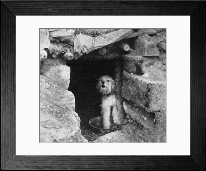 Framed Print : Sheepdog guarding French trench, WW1