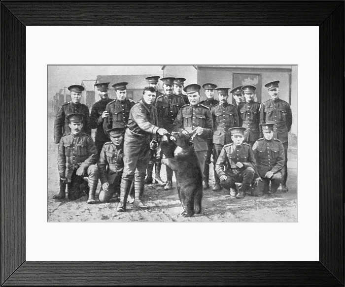 Framed Print : Canadians in camp at Salisbury Plain with bear mascot Framed Print : Canadians in camp at Salisbury Plain with bear mascot