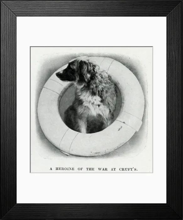 Framed Print : A heroine of the war, Lassie of HMS Formidable, WW1 Framed Print : A heroine of the war, Lassie of HMS Formidable, WW1