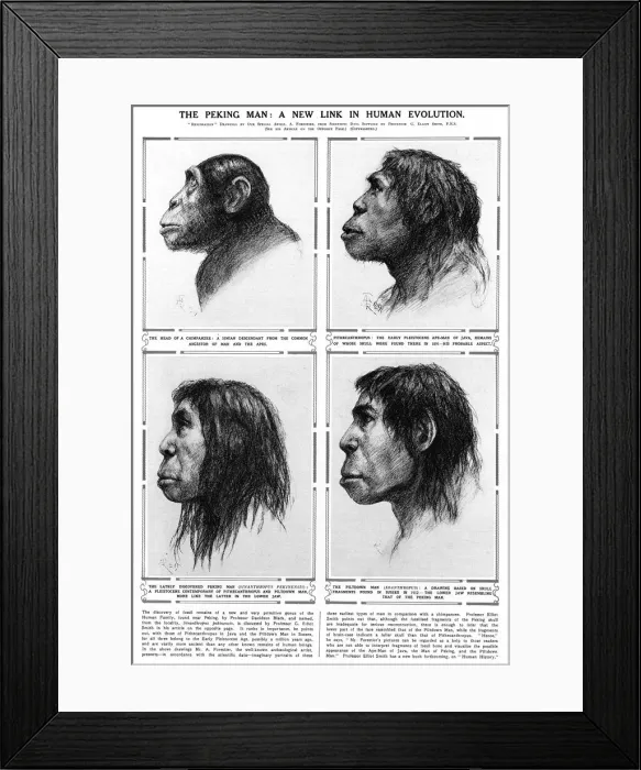 Framed Print : Peking Man A new link in human evolution