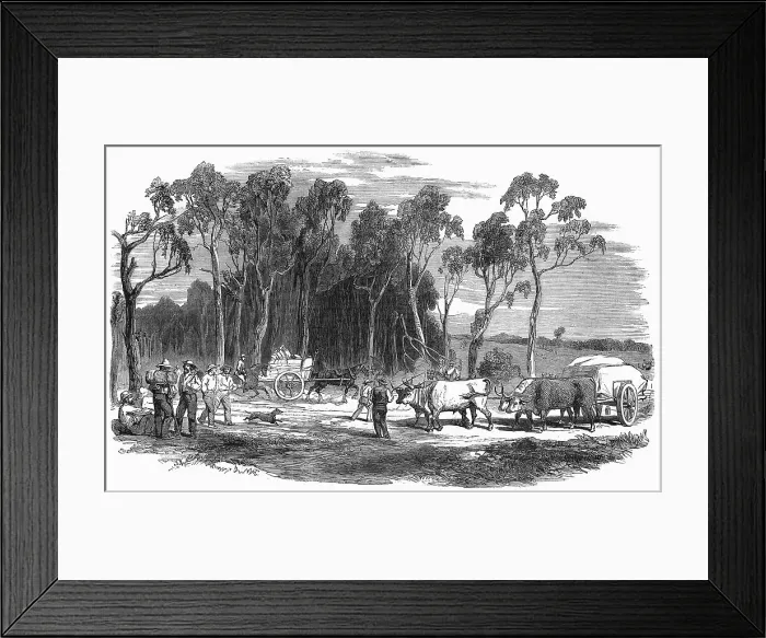 Framed Print : Gold rush in Australia
