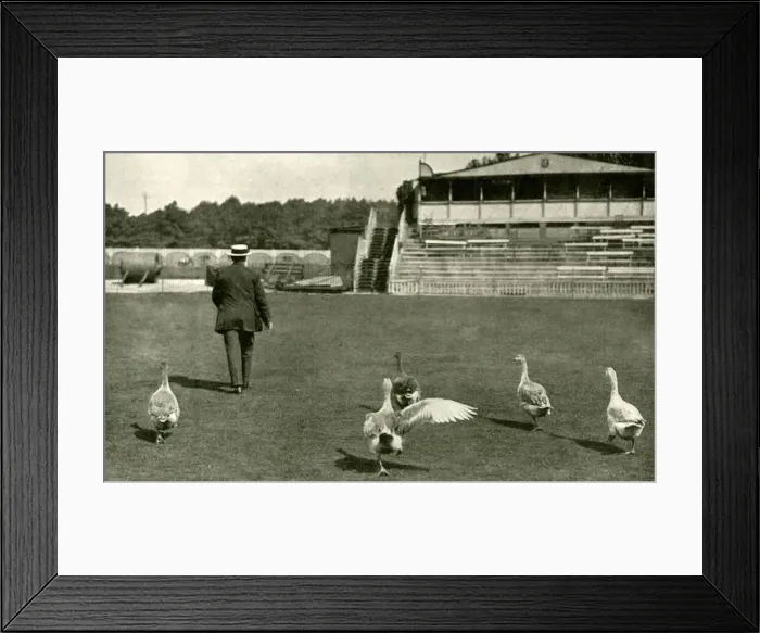 Framed Print : WW1 - Lords Cricket Ground used as a Goose Farm, 1915 Framed Print : WW1 - Lords Cricket Ground used as a Goose Farm, 1915